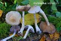 Cortinarius lebretonii-amf623